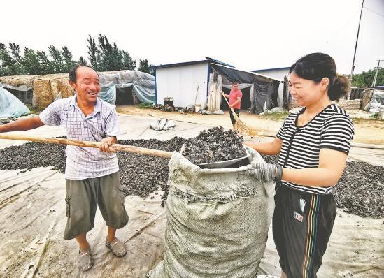 種植戶正在收集曬干的木耳，目前收購(gòu)價(jià)每斤在14元左右